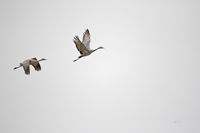 Sandhill Cranes 3506